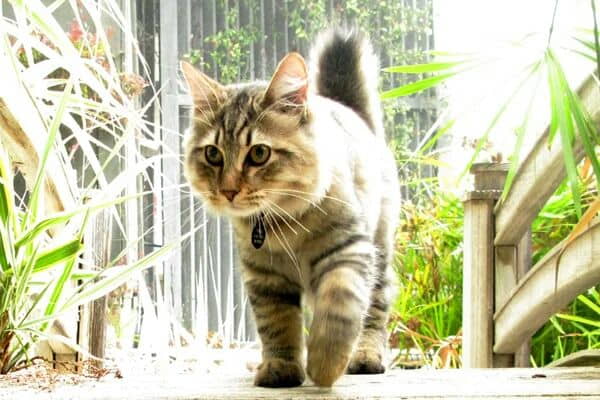 american-bobtail-cat-breed-profile-1