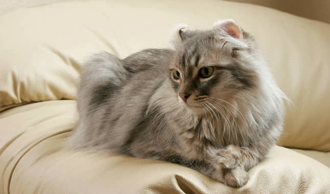 american-curl-cat-breed-profile-3