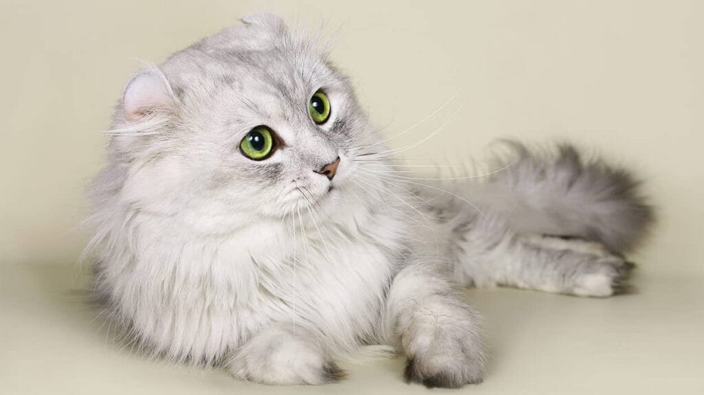 american-curl-cat-breed-profile-4
