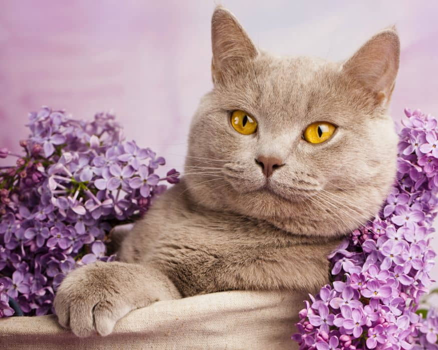 british-shorthair-british-blue-cat-breed-profile-3