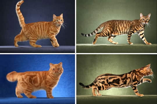 all-about-tabby-cats-and-their-color-patterns-1