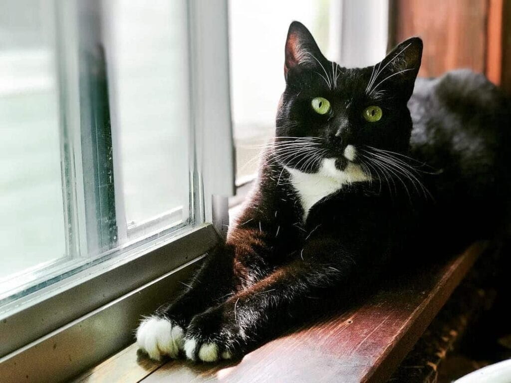 7-pawsitively-fascinating-facts-about-tuxedo-cats-3