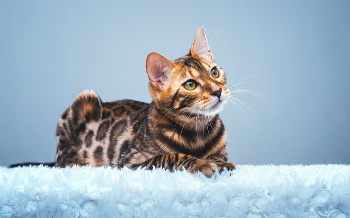 bengal-cat-cat-breed-profile-1