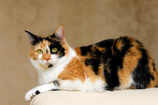 calico-cats-profile-1