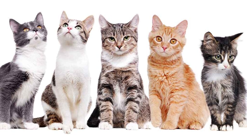 feline-breeds-domestic-cats-and-color-patterns