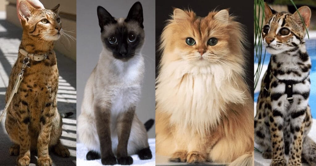 feline-breeds-domestic-cats-and-color-patterns-4