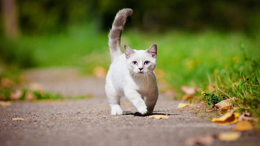 munchkin-cats-cat-breed-profile