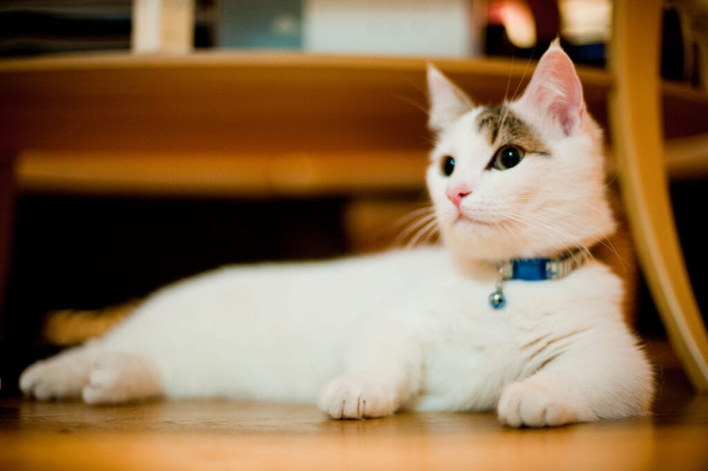 munchkin-cats-cat-breed-profile