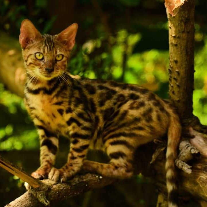 pictures-and-facts-about-bengal-cats-and-kittens-1