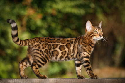 pictures-and-facts-about-bengal-cats-and-kittens