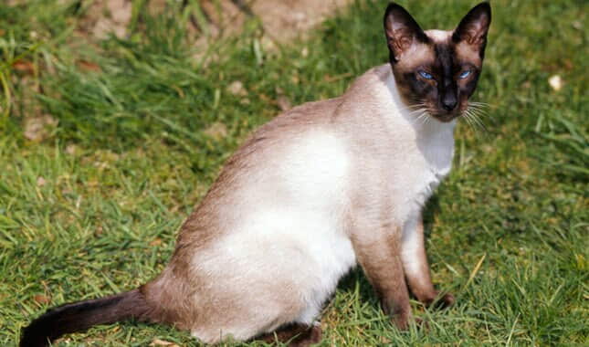 siamese-cat-cat-breed-profile-2