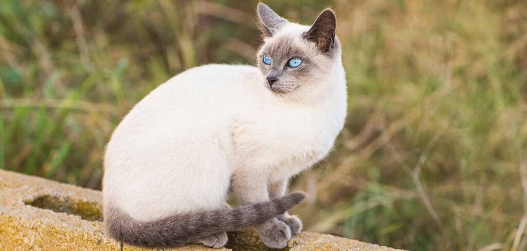 siamese-cat-cat-breed-profile-4