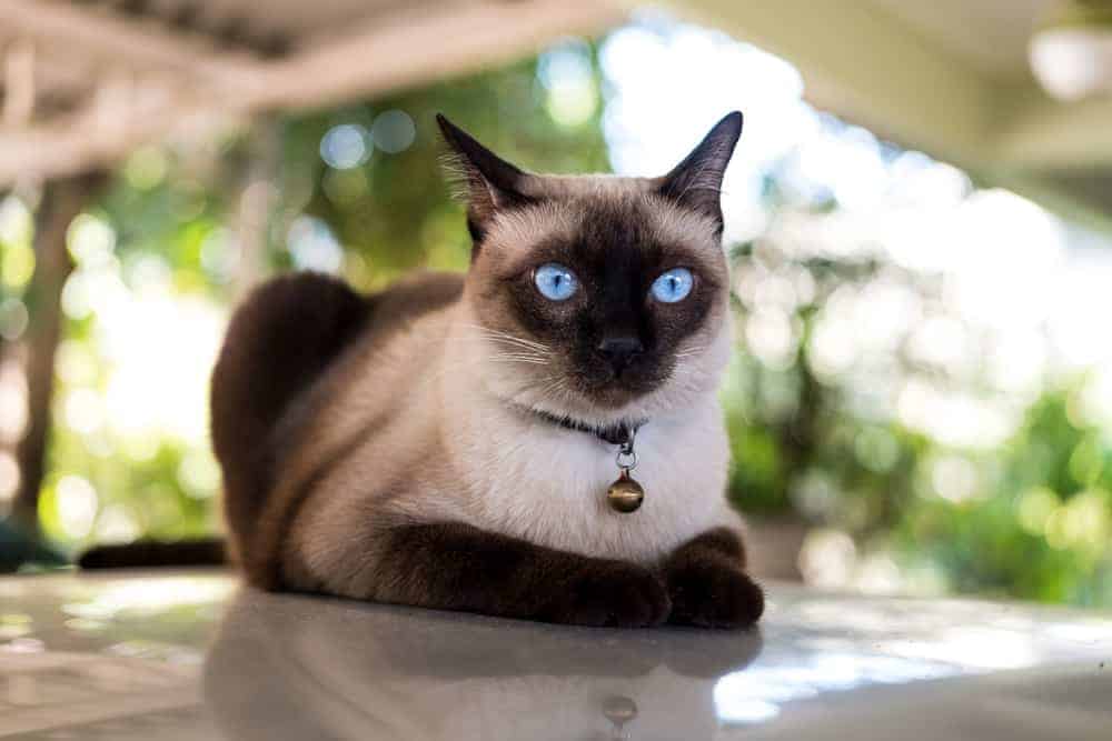 siamese-cat-cat-breed-profile