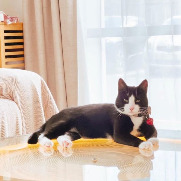tuxedo-cat-breed-profile-1