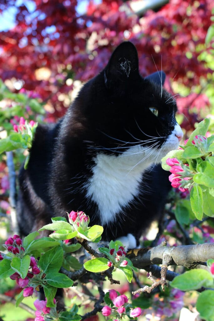 tuxedo-cat-breed-profile-3