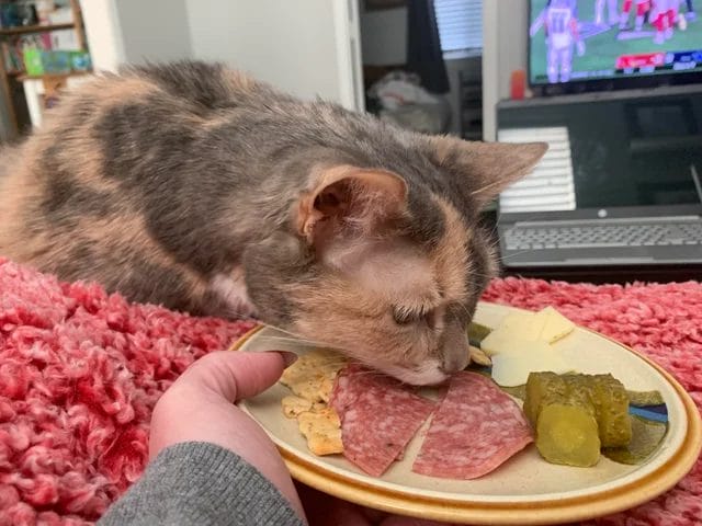 How to Feed Salami to Cats?