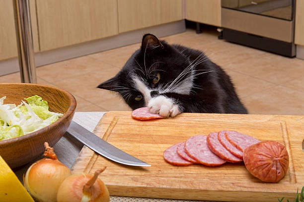 Benefits of Salami to Cats