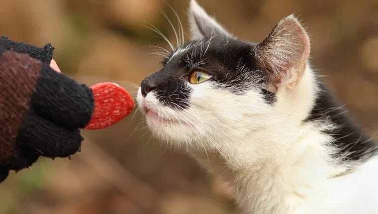 Can Cats Eat Salami? A Comprehensive Guide