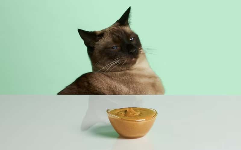 can-cats-eat-peanut-butter-1