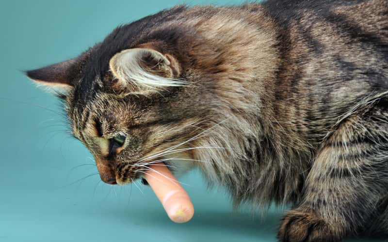 can-cats-eat-hot-dogs-16-facts-1