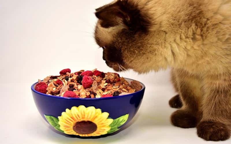 can-cats-eat-oatmeal-6-facts-you-must-know-1