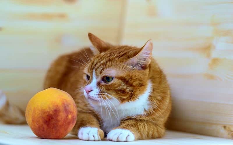 can-cats-eat-peaches-1