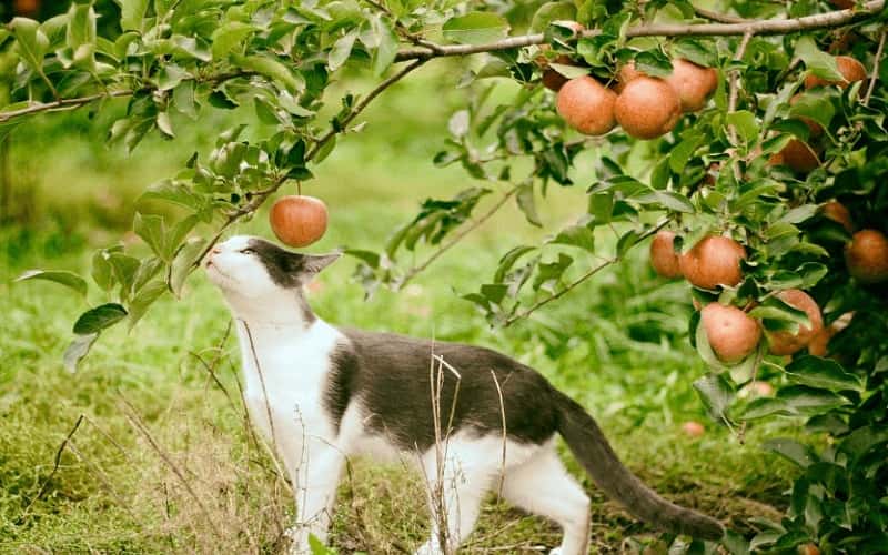 can-cats-eat-apples-5-facts-you-need-to-know-1