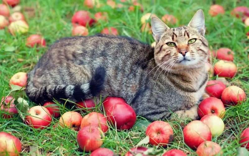 can-cats-eat-apples-5-facts-you-need-to-know