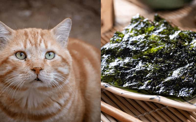 can-cats-eat-seaweed-13-facts-you-need-to-know-1