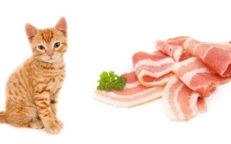 faq-can-cats-eat-bacon-2