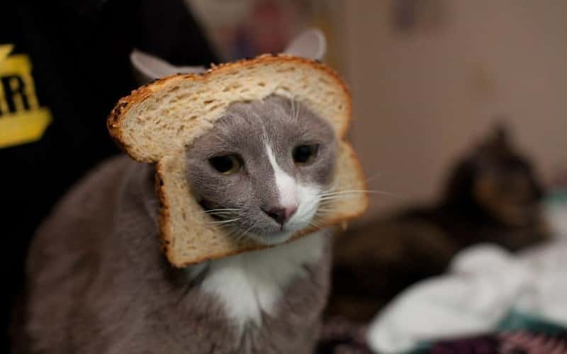 faq-can-cats-eat-bread-1