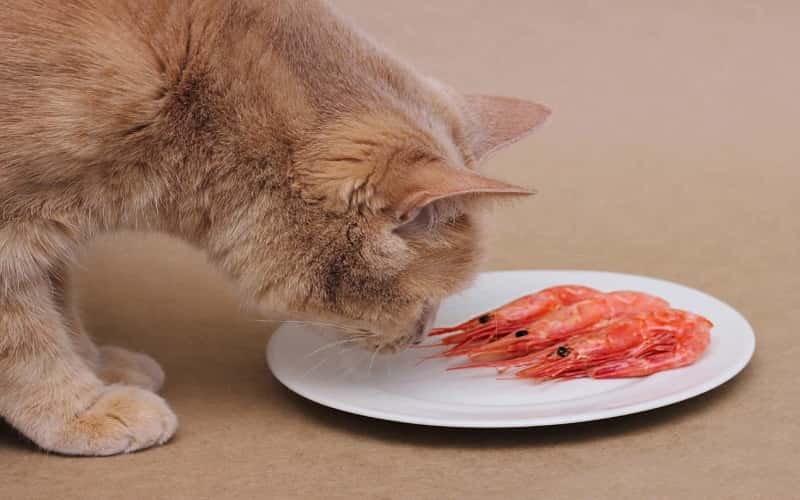 faq-can-cats-eat-shrimp-1