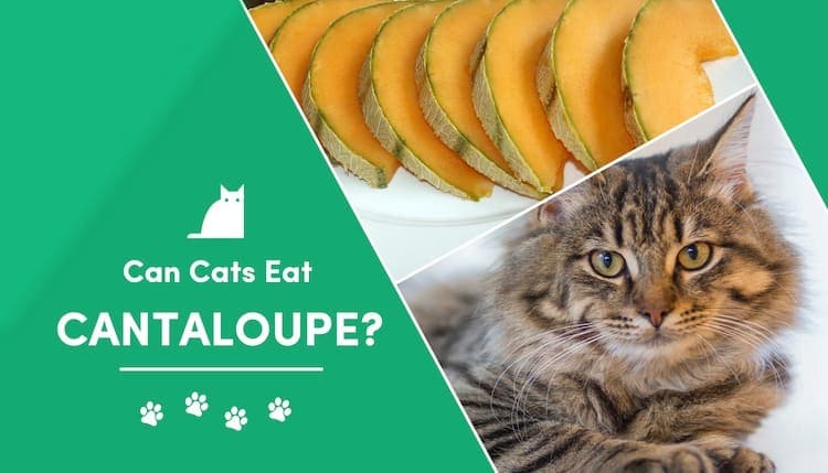 Can Cats Eat Cantaloupe? Listen To The Truth About Vet Reviews