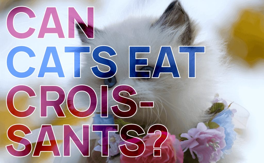 Can Cats Eat Croissants? Vet-Approved Truth Nutrition & What No One Tell You