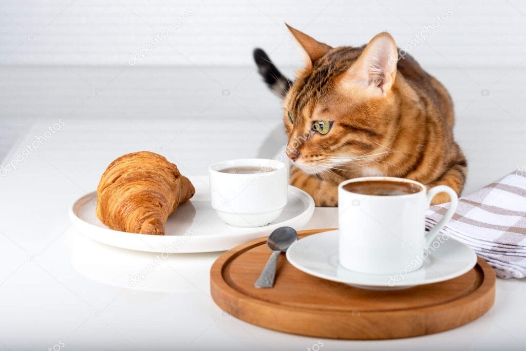 Conclusion: Can Cats Eat Croissants?