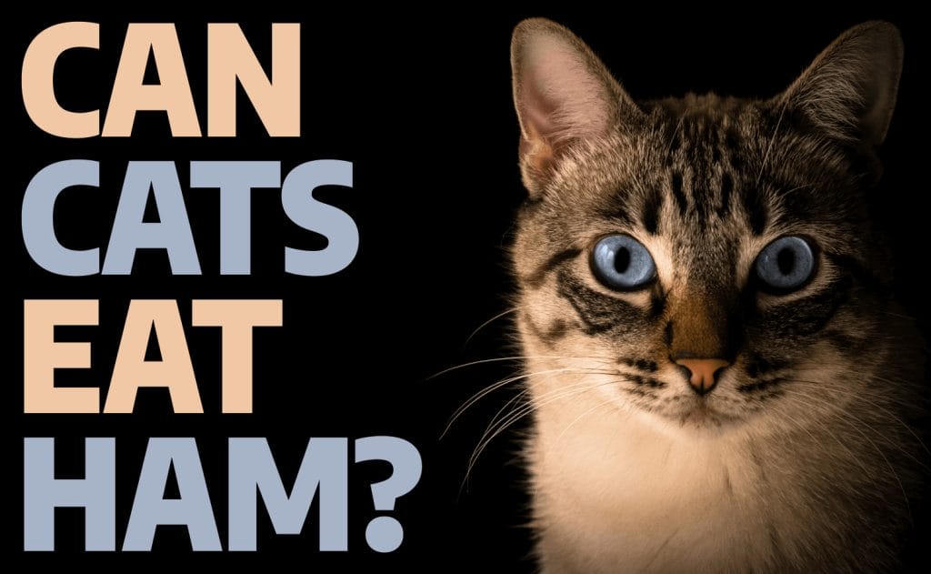 Can Cats Eat Ham? Is It Safely For Your Cats and The Truth is