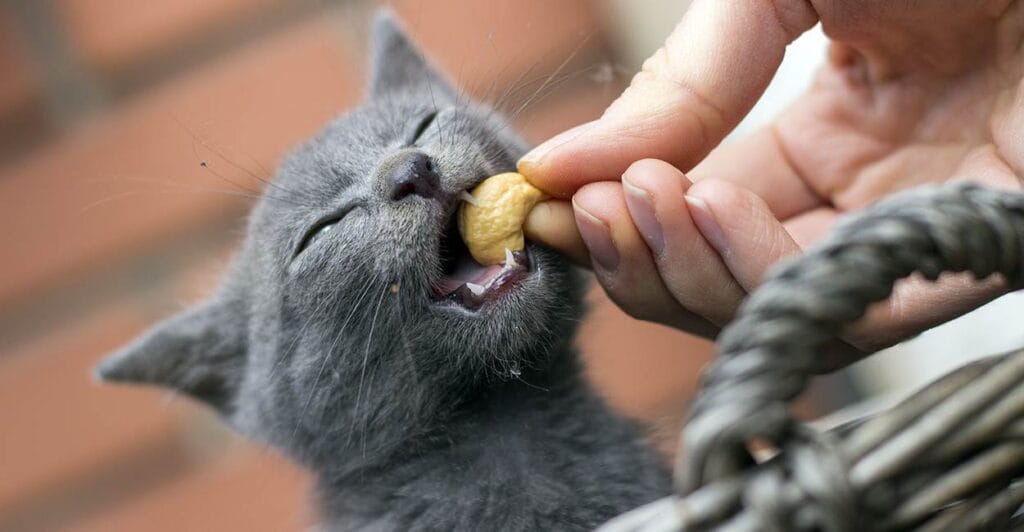 Can Cats Eat Nuts