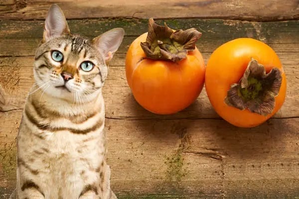 Is Persimmons Safe for Cats to Eat?