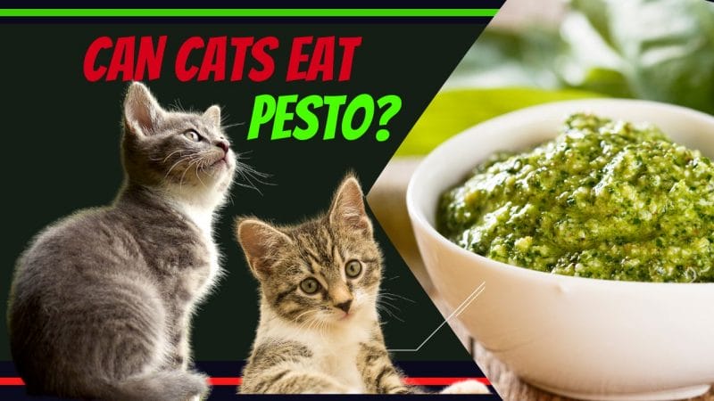 Can Cats Eat Pesto? Is It Safe Or Harmful? Reference Manual for Health and Safety