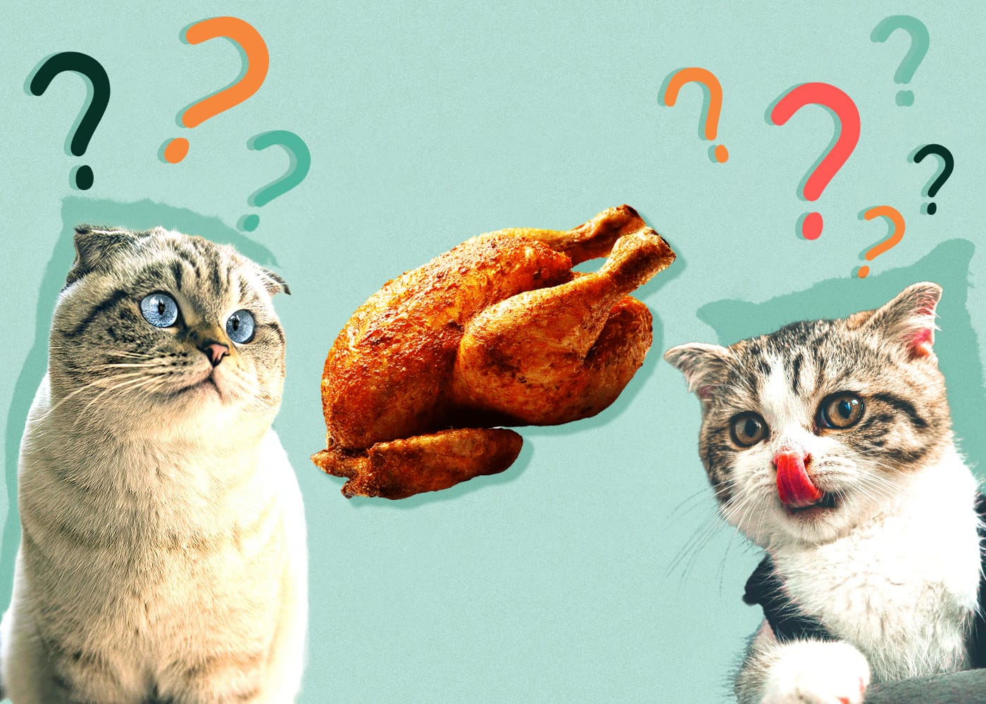 Can Cats Eat Rotisserie Chicken Choosing Feline Dietary Options 