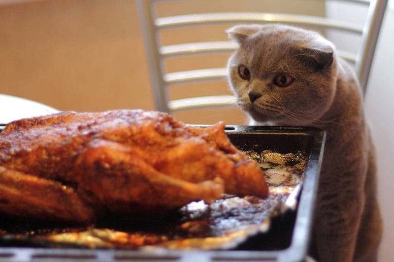 How Much Rotisserie Chicken Can Cats Eat?