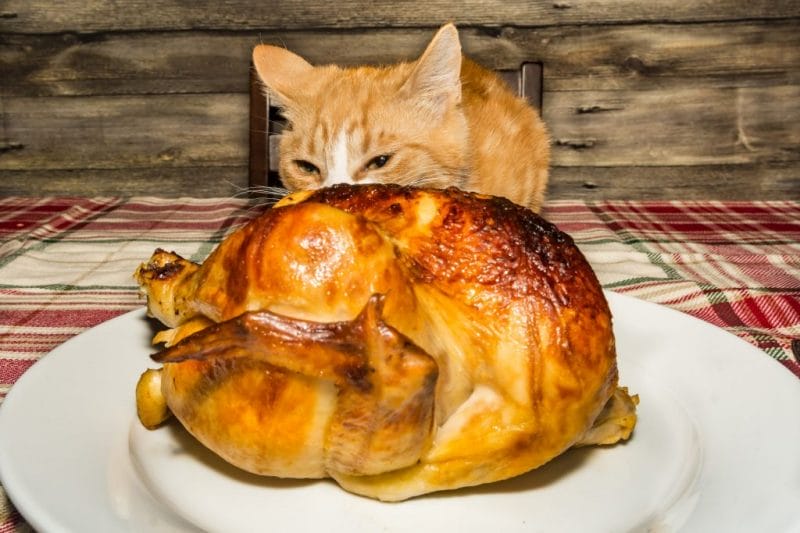 How to Feed Rotisserie Chicken to Cats?