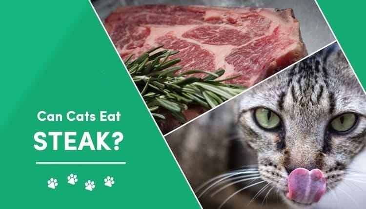 Is Steak Safe for Cats to Eat?