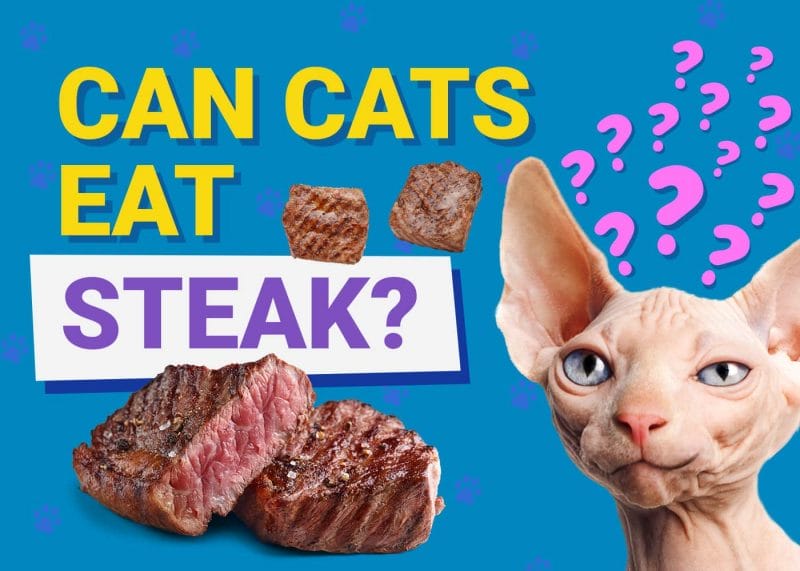 Can Cats Eat Steak? Cooked or Raw? Get Advice & Health Care For Your Cat
