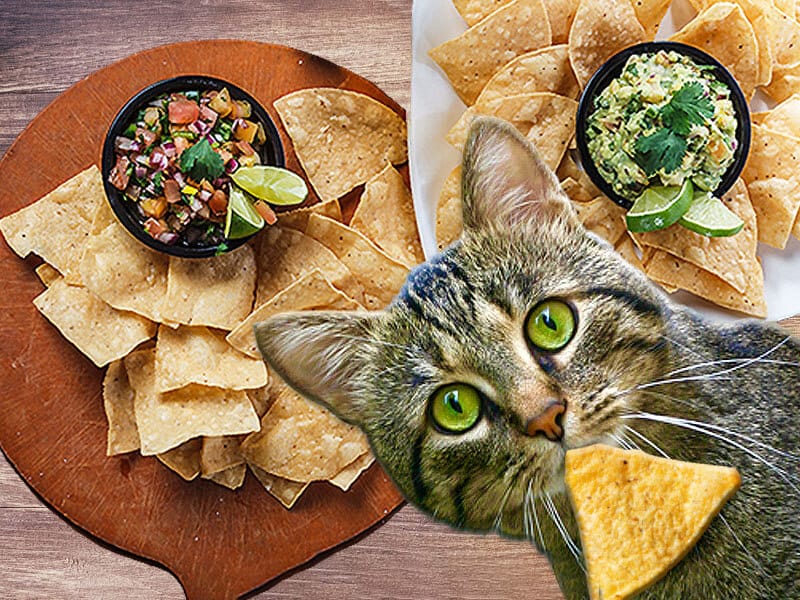 Is Tortilla Chips Poisonous To Cats?