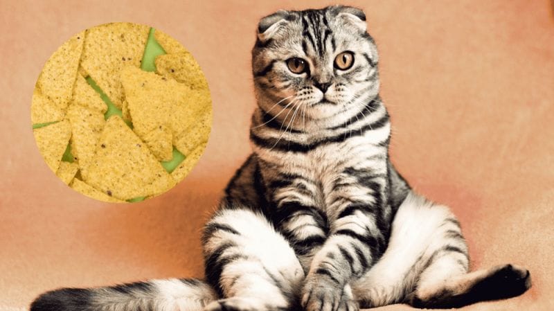 How Much Tortilla Chips Can Cats Eat?
