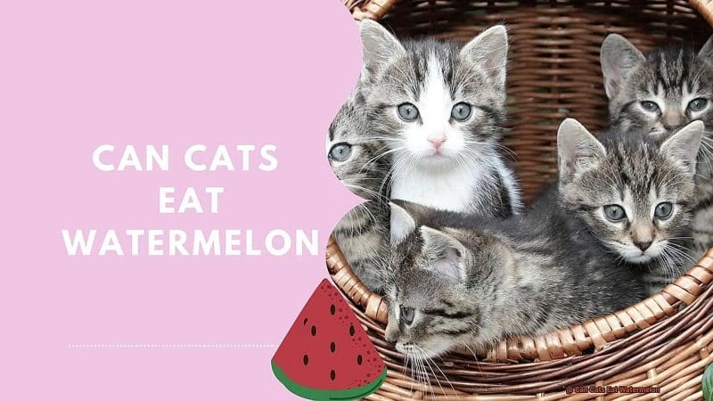FAQ Can Cats eat Watermelon? 