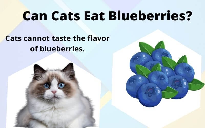 FAQ Can Cats eat Blueberries