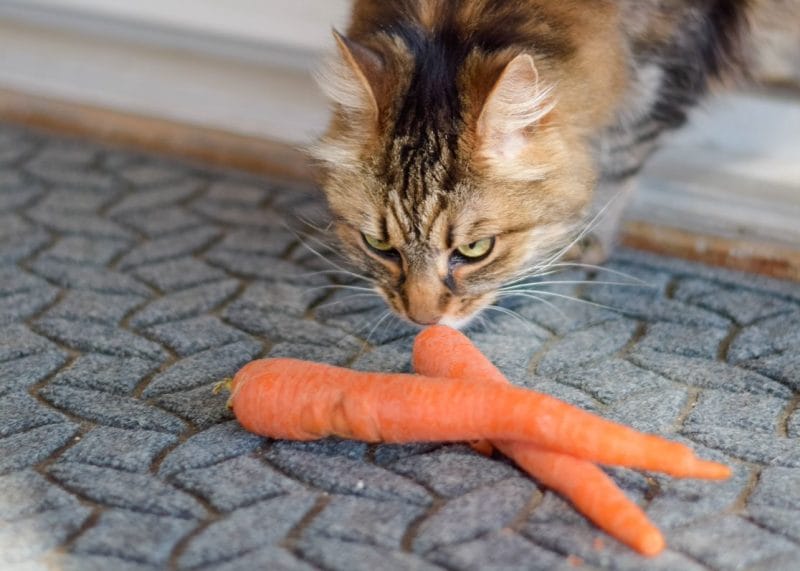 Can Cats Eat Boiled Carrots?
