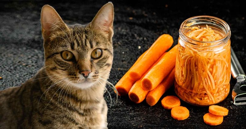 Can Cats eat Carrots